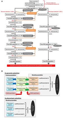 Potential of Genomic Selection in Mass Selection Breeding of an Allogamous Crop: An Empirical Study to Increase Yield of Common Buckwheat